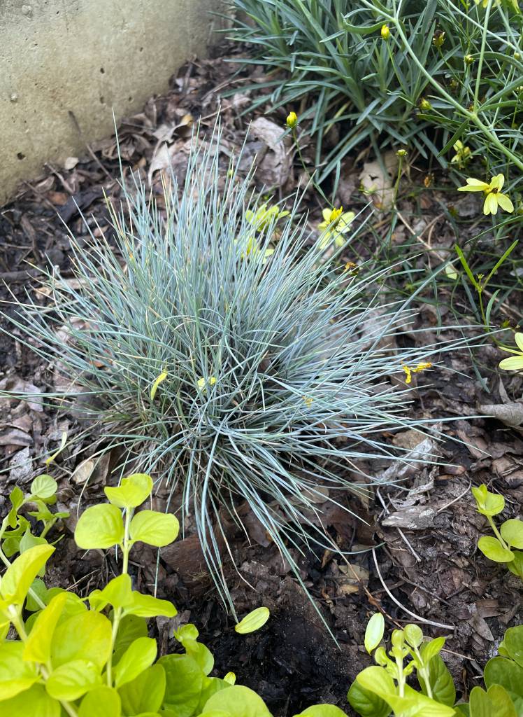 Plant name: Blue Fescue Festuca glauca 